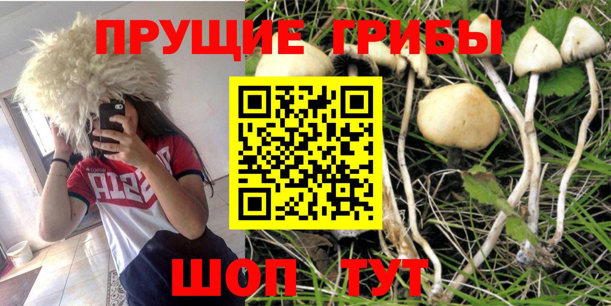 Псилоцибиновые грибы Psilocybe Дюртюли