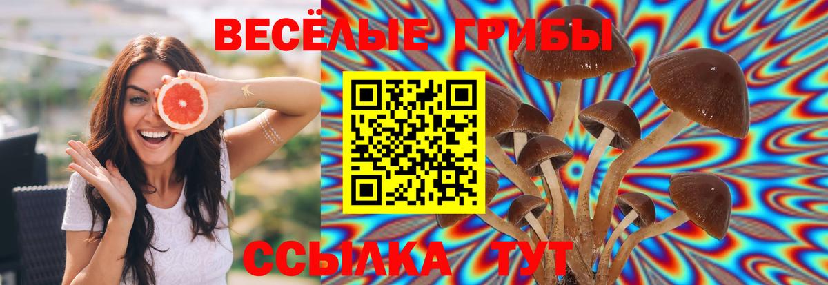 Дюртюли  Псилоцибиновые грибы Psilocybe  Вход с VPN 